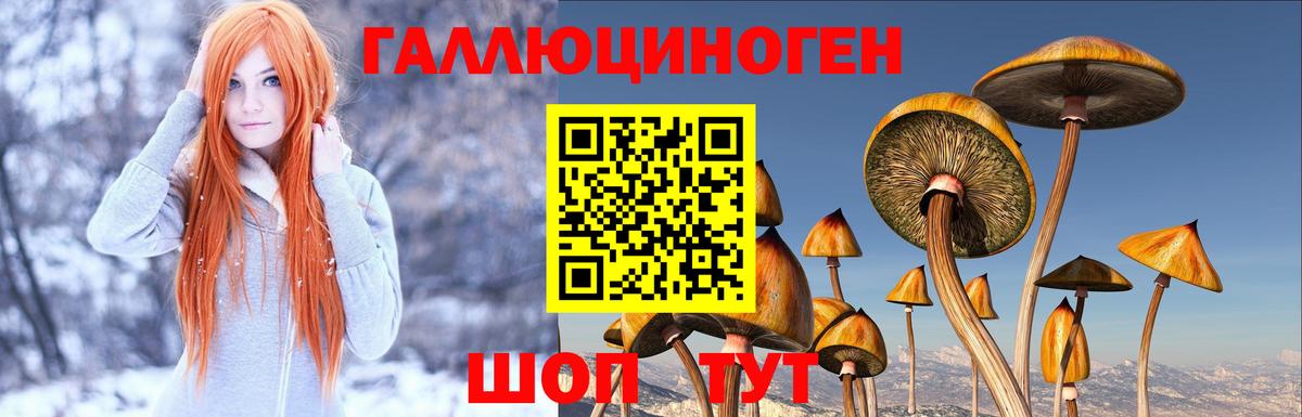 Псилоцибиновые грибы Psilocybine cubensis Крымск